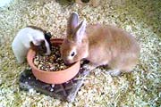 Tierfreunde